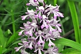 The Lady Orchis is just one of several orchids we can photograph (photo: Dave Milsom).