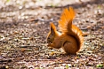 The European Red Squirrel, with its distinctively tufted ears, will be a delight in wooded areas.