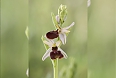 One of the most exciting floral highlights: The Early Spider Orchid