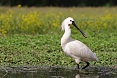 At Neusiedler See National Park, we'll have a chance to observe many wading birds such as Eurasian Spoonbill in the wetlands as well as waterfowl.