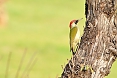 The Green Woodpecker is just one of several wooodpeckers we may see. This one spends a fair amount of time on the ground.