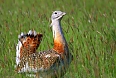 Great Bustards breed on the plains at Neudiedler See. With luck, we'll see males in full dislay mode.