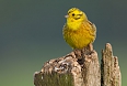 The Yellowhammer is a delightful bunting that we'll look for as it perches on fenceposts or on treetops surrounding pastures.