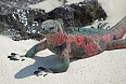 Marine Iguana on Hood Island