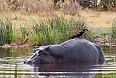 Goliath Heron perched on Hippopotamus' back