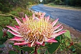 The beautiful King protea flower, widely found in the southwestern and southern parts of South Africa in the fynbos region