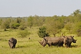 White Rhinoceros at Kruger National Park