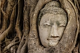 Buddha head inside a tree