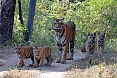 This mother Bengal Tiger with four cubs was a highlight of a previous tour! (photo: Fran Stewart)