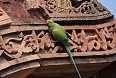 The Rose-ringed Parakeet will be one of the first birds we see, even in urban Delhi (photo: Pete Read).