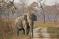 A highlight of Kaziranga is the chance to see wild Asian Elephants.