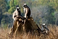 The Hanuman Langur (Grey Langur) is the most common primate. Troupes are ever-vigilant and on the lookout for danger.