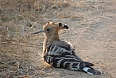 Bird life really is excellent in India. An Eurasian Hoopoe poses on the road ahead (photo: Pete Read)