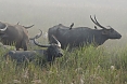 Kaziranga is one of the only places where wild (and impressive) Asiatic Water Buffalo may be found (photo: Pete Read)