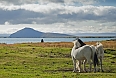 Icelandic horses at Akureyri