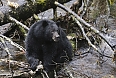 Black Bear (Photo by: Sherry Kirkvold)