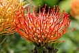 A visit to the Kirstenbosch Botanical Gardens allows an appreciation of the country's great botanical diversity and in particular its richness in plants in the Protea family, with their fantastic designs.