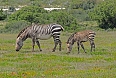There are endemic mammals of great interest in West Coast as well. The Cape Mountain Zebra is a threatened mammal. Here, it finds a stronghold. (photo: Pete Read)