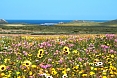 At West Coast National Park we'll enjoy sweeping vistas filled with spring wildflowers.