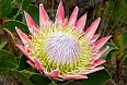 We'll find proteas in their native Fynbos habitat too. The King Protea is the best known of its family and is also South Africa's national flower.