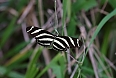 The Zebra Longwing is one of many butterflies that can be seen and photographed. (photo: Sherry Kirkvold)
