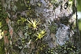 Highland forests can be more luxuriant with many epiphytic plants such as these Tillandia. (photo: Sherry Kirkvold)