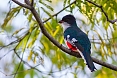 Cuba has many endemic birds as well. We should see the Cuban Trogon in the woodlands at Viñales and elsewhere.