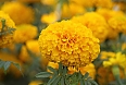 Bright yellow marigolds – a symbolic doorway from the underworld for their ancestors on the Day of the Dead