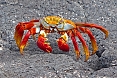 Sally Lightfoot Crab (Photo by: Jean Iron)