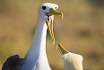 Waved Albatrosses breed on Española