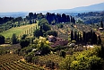 Farm vineyard in San Gimignano