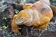 Galapagos Land Iguana