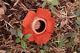 Rafflesia (Photo by: Steve Cornish)