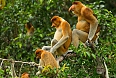 Family of Proboscis Monkeys
