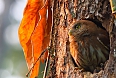 Ferruginous Pygmy Owl (Photo by: James Adams)