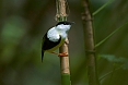 White-collared Manakin (Photo by: Justin Peter)