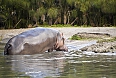 Hippopotamus at Selous Game Reserve 