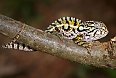 White-lined Chameleon