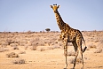Giraffe at Ethosha National Park