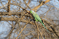 Rose-ringed Parakeets are ubiquitous in India (© Justin Peter)