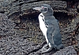 Galapagos Penguin (Photo by: Jean Iron)