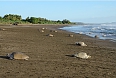 Olive Ridley Sea Turtles  (Photo by: Andrés Jiménez)