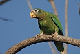 Yellow-billed Parrot (Photo by: Wayne Sutherland)