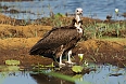 Hooded Vulture (Photo credit: Justin Peter)