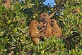 Guinea Baboons in the mangroves (Photo credit: Justin Peter)