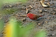 Red-billed Firefinch (Photo credit: Justin Peter)